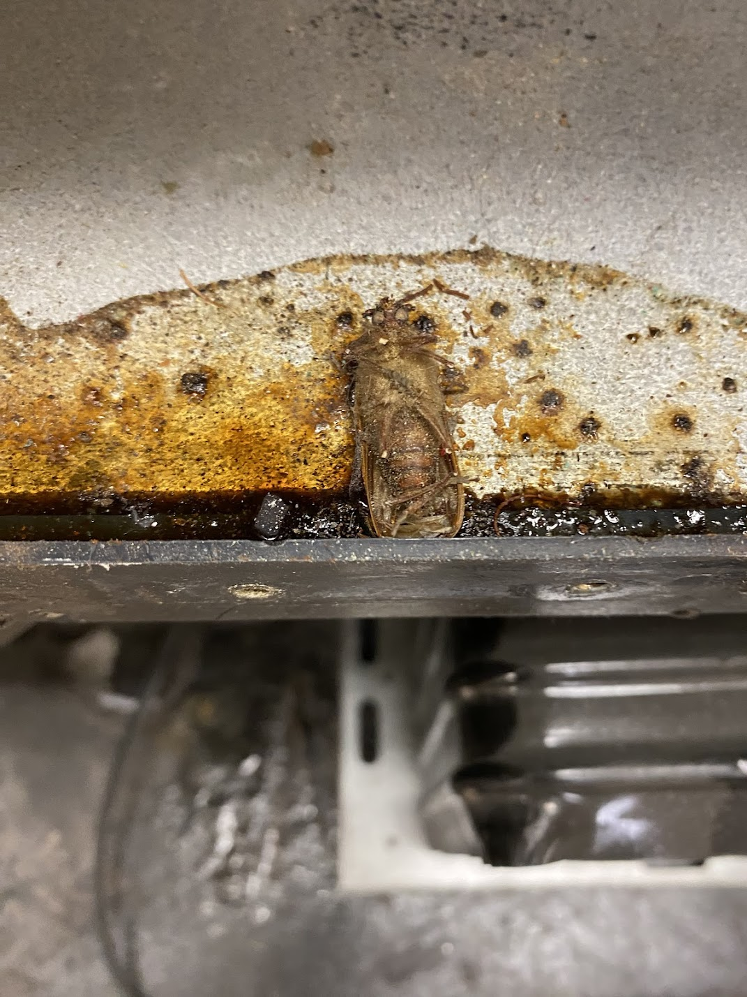 Unsanitary vending machine condition showing pest issue from poor service